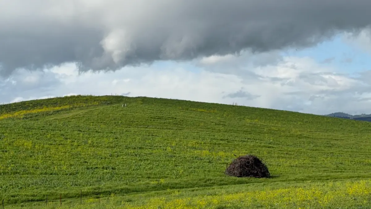 30 Anos de “Bliss”: A Colina Mais Famosa do Mundo (e do Windows XP) é Refotografada em seu Ângulo Original